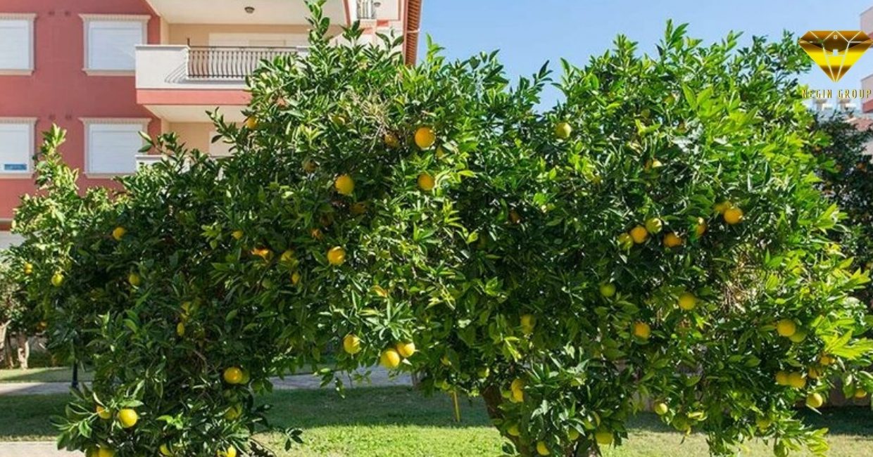 فروش آپارتمان اولوسوی سیته